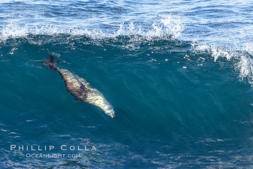 California sea lion body surfing on large waves, shorebreak, La Jolla. Sea lions are the original body surfers and still the best