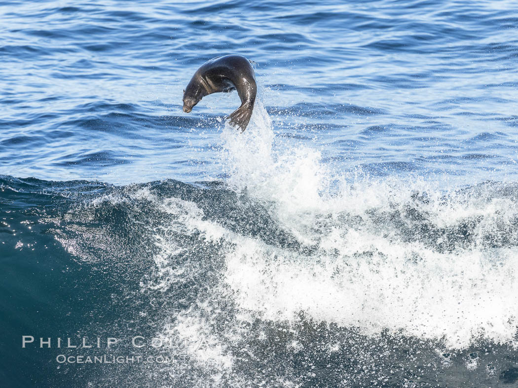 California sea lion body surfing on large waves, shorebreak, La Jolla, Zalophus californianus