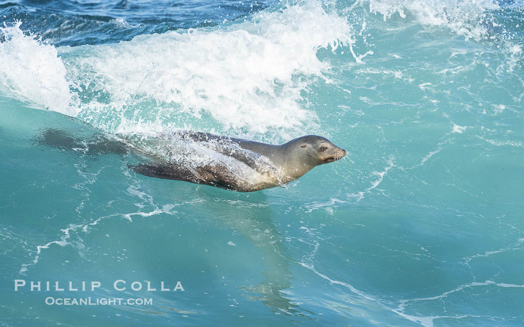 A California Sea Lion Bodysurfing on a Big Wave at La Jolla Cove, Zalophus californianus A California Sea Lion Bodysurfing on a Big Wave at La Jolla Cove, Zalophus californianus