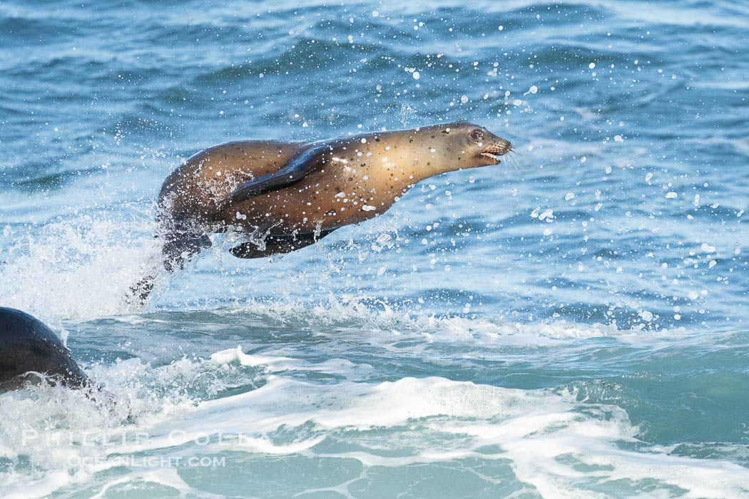 A California Sea Lion Bodysurfing on a Big Wave at Boomer Beach in La Jolla. USA, natural history stock photograph, photo id 40062