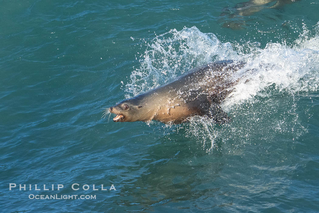 A California Sea Lion Bodysurfing on a Big Wave at Boomer Beach in La Jolla, Zalophus californianus A California Sea Lion Bodysurfing on a Big Wave at Boomer Beach in La Jolla, Zalophus californianus