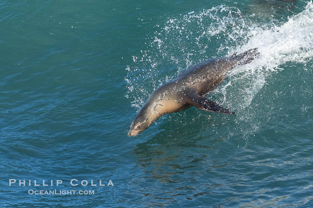 A California Sea Lion Bodysurfing on a Big Wave at Boomer Beach in La Jolla. USA, Zalophus californianus, natural history stock photograph, photo id 40060