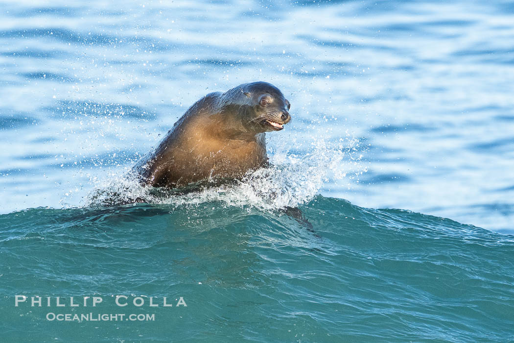 A California Sea Lion Bodysurfing on a Big Wave at La Jolla Cove. USA, Zalophus californianus, natural history stock photograph, photo id 40051