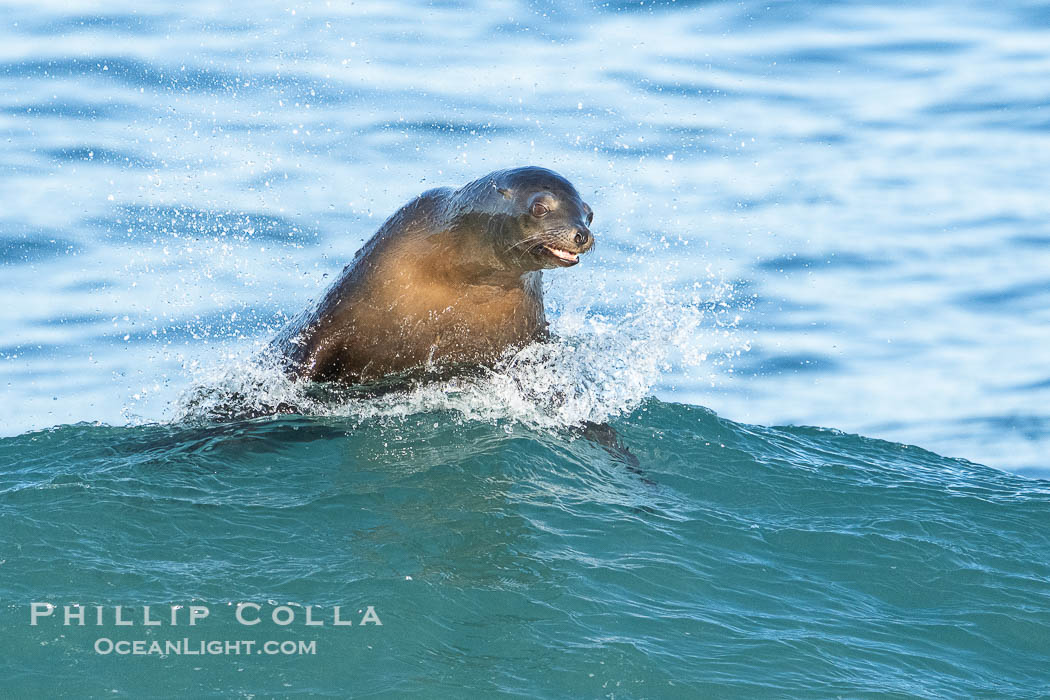 A California Sea Lion Bodysurfing on a Big Wave at La Jolla Cove, Zalophus californianus A California Sea Lion Bodysurfing on a Big Wave at La Jolla Cove, Zalophus californianus