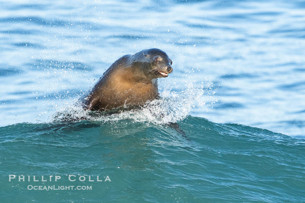 A California Sea Lion Bodysurfing on a Big Wave at La Jolla Cove, Zalophus californianus