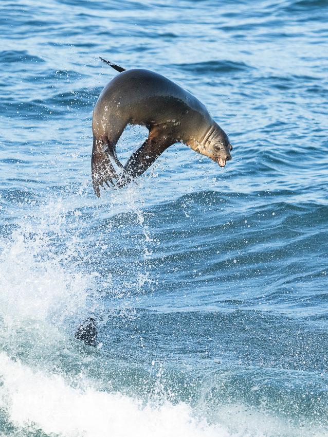 A California Sea Lion Bodysurfing on a Big Wave at Boomer Beach in La Jolla. USA, Zalophus californianus, natural history stock photograph, photo id 40055