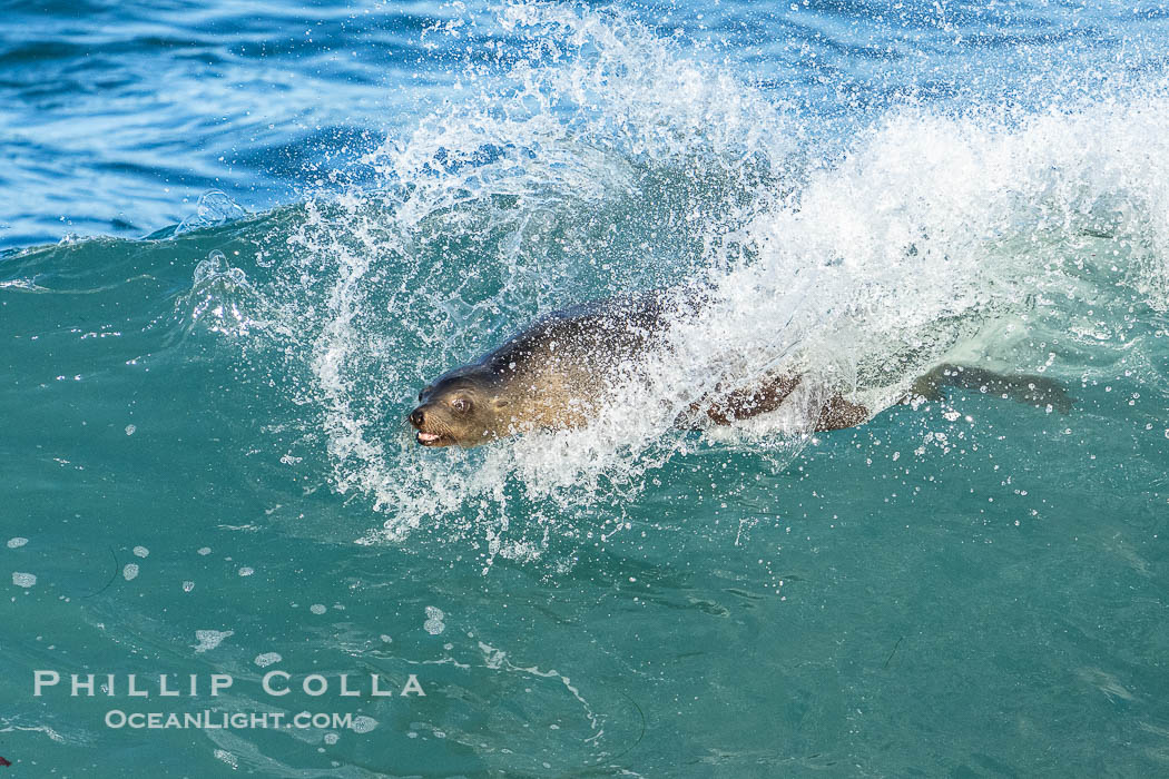 A California Sea Lion Bodysurfing on a Big Wave at Boomer Beach in La Jolla, Zalophus californianus A California Sea Lion Bodysurfing on a Big Wave at Boomer Beach in La Jolla, Zalophus californianus