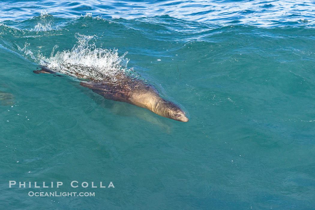 California sea lion bodysurfing Boomer Beach  in La Jolla. USA, Zalophus californianus, natural history stock photograph, photo id 38943