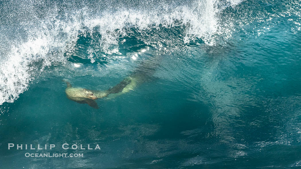 California sea lion bodysurfing Boomer Beach  in La Jolla. USA, Zalophus californianus, natural history stock photograph, photo id 38945