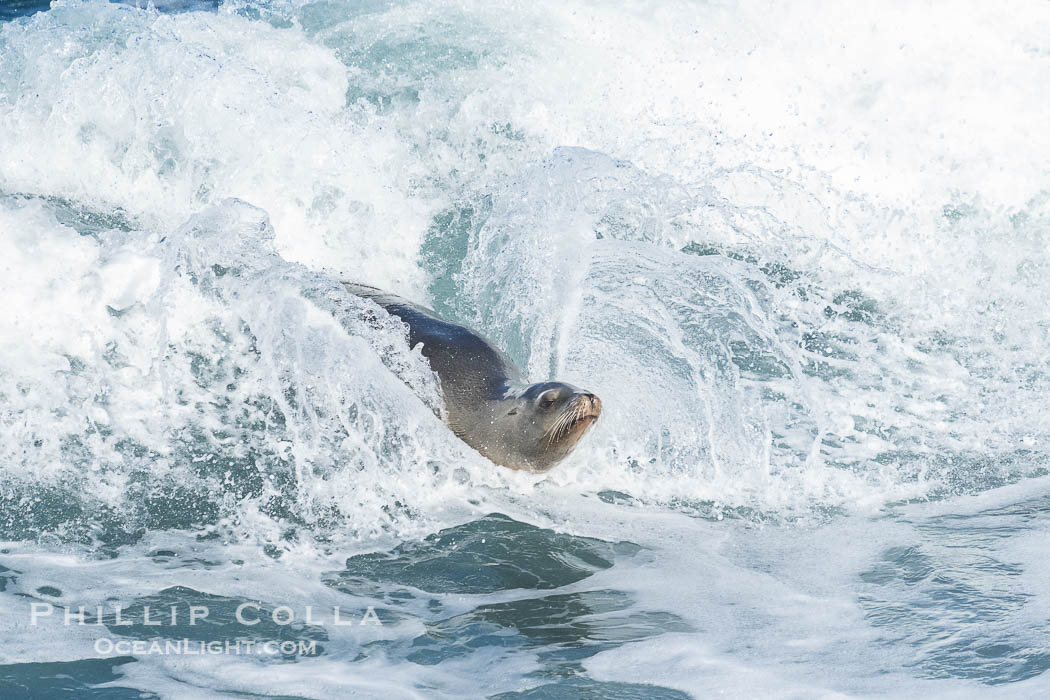 California sea lion surfing in a wave at La Jolla Cove, San Diego. USA, Zalophus californianus, natural history stock photograph, photo id 40177
