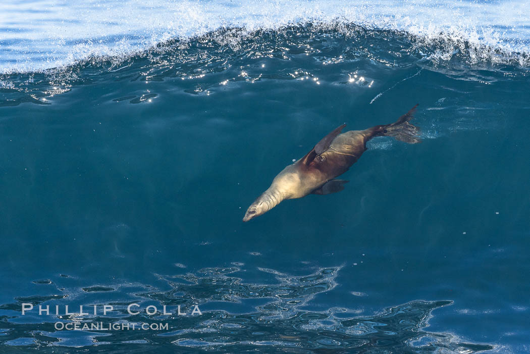 California sea lion bodysurfing in La Jolla. USA, Zalophus californianus, natural history stock photograph, photo id 37662