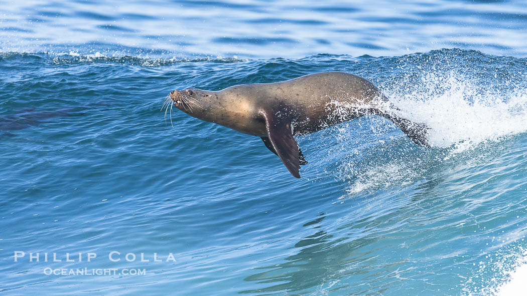 California sea lion bodysurfing in La Jolla, surfing huge waves close to shore at Boomer Beach, Zalophus californianus