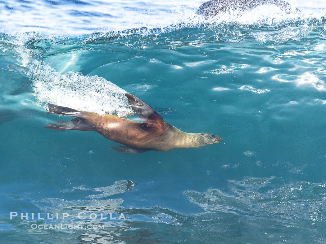 California sea lion bodysurfing in La Jolla, surfing huge waves close to shore at Boomer Beach. USA, Zalophus californianus, natural history stock photograph, photo id 38974