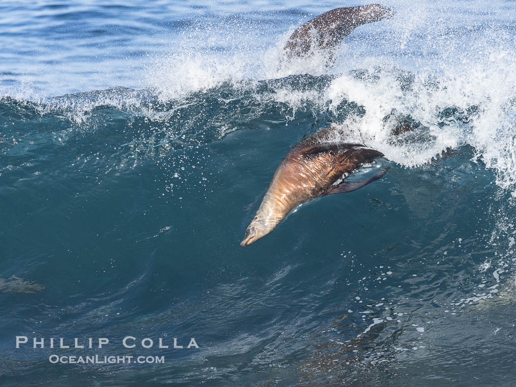 California sea lion bodysurfing in La Jolla, surfing huge waves close to shore at Boomer Beach. USA, Zalophus californianus, natural history stock photograph, photo id 38978