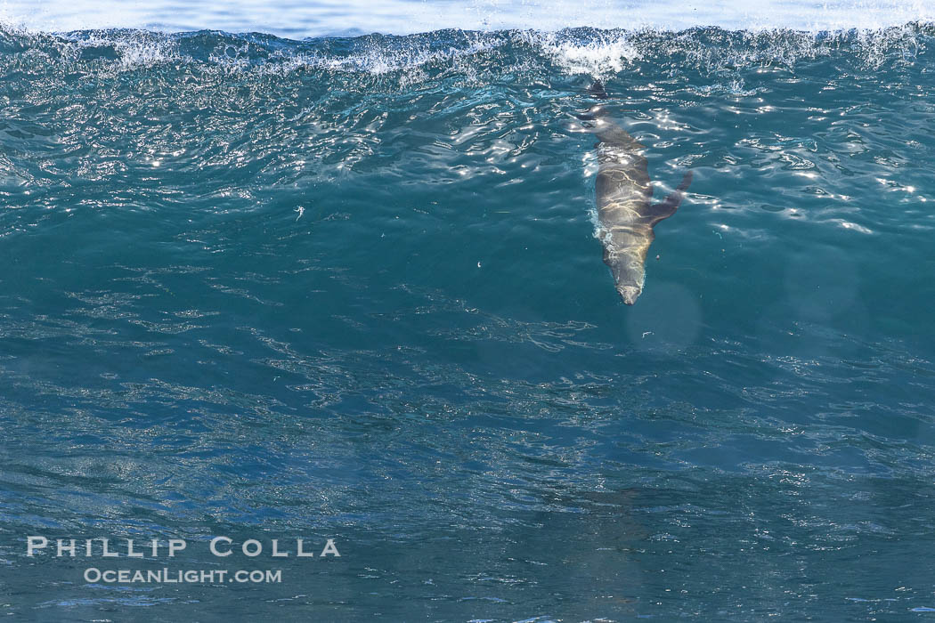 California sea lion bodysurfing in La Jolla, surfing huge waves close to shore at Boomer Beach. USA, Zalophus californianus, natural history stock photograph, photo id 38982