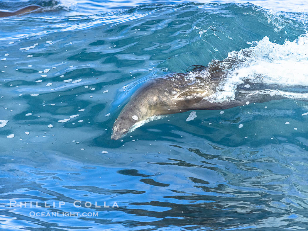 California sea lion bodysurfing in La Jolla, surfing huge waves close to shore at Boomer Beach. USA, natural history stock photograph, photo id 39122