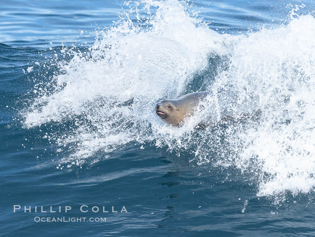 California sea lion bodysurfing in La Jolla. USA, Zalophus californianus, natural history stock photograph, photo id 37644