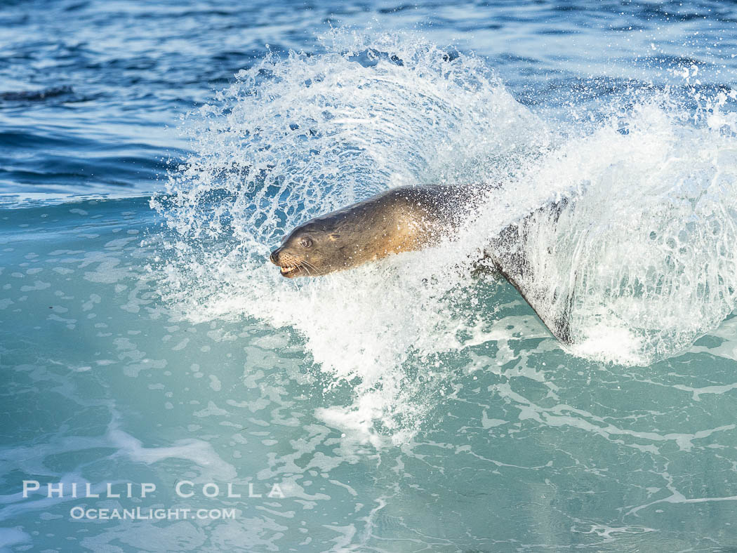 California sea lion bodysurfing in La Jolla, surfing huge waves close to shore at Boomer Beach, Zalophus californianus California sea lion bodysurfing in La Jolla, surfing huge waves close to shore at Boomer Beach, Zalophus californianus