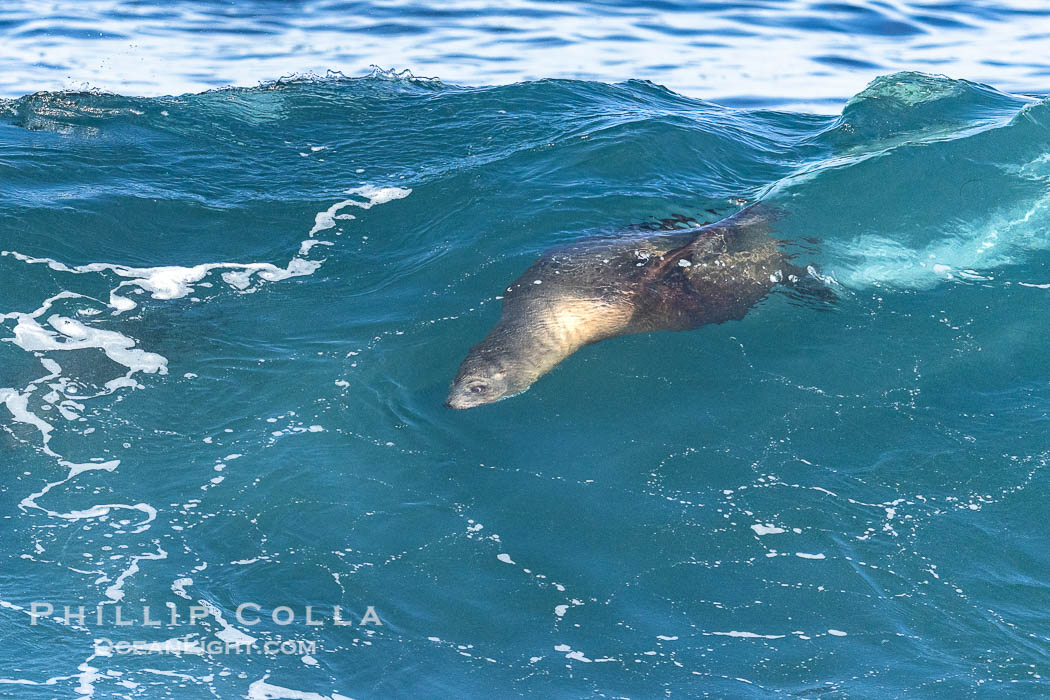 California sea lion bodysurfing in La Jolla, surfing huge waves close to shore at Boomer Beach. USA, Zalophus californianus, natural history stock photograph, photo id 38976