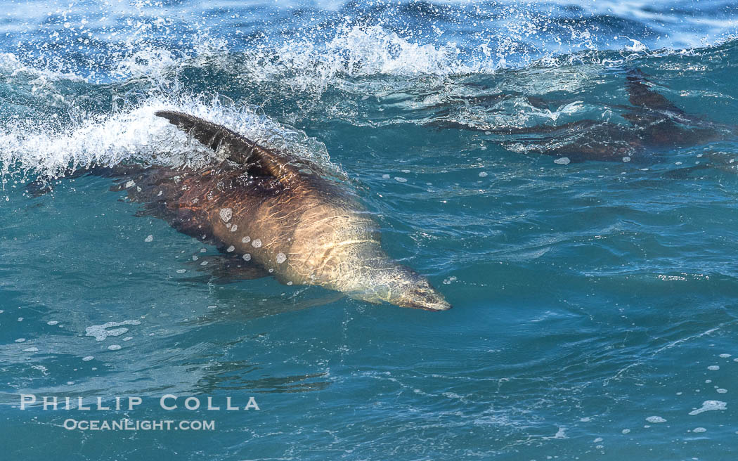 California sea lion bodysurfing in La Jolla, surfing huge waves close to shore at Boomer Beach. USA, Zalophus californianus, natural history stock photograph, photo id 38980