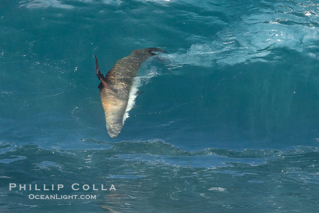 California sea lion bodysurfing in La Jolla, surfing huge waves close to shore at Boomer Beach. USA, Zalophus californianus, natural history stock photograph, photo id 38984