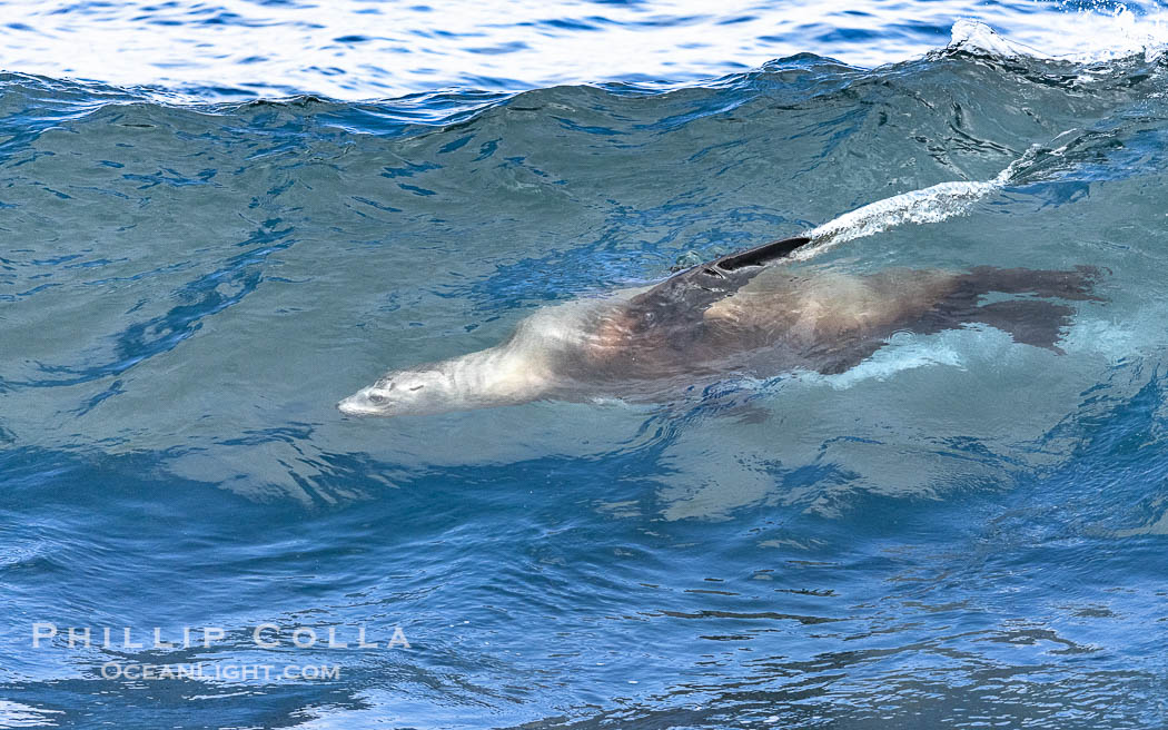 California sea lion bodysurfing in La Jolla, surfing huge waves close to shore at Boomer Beach. USA, natural history stock photograph, photo id 39124