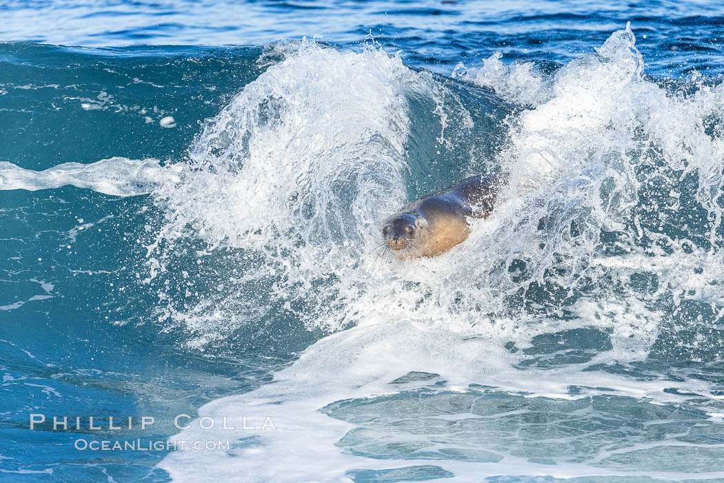 California sea lion bodysurfing in La Jolla. USA, Zalophus californianus, natural history stock photograph, photo id 37663