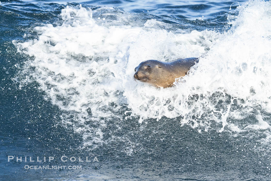 California sea lion bodysurfing in La Jolla, surfing huge waves close to shore at Boomer Beach. USA, Zalophus californianus, natural history stock photograph, photo id 38983