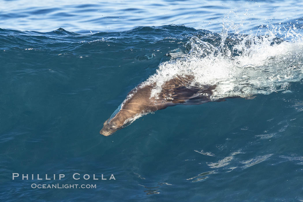 California sea lion bodysurfing in La Jolla. USA, Zalophus californianus, natural history stock photograph, photo id 37661