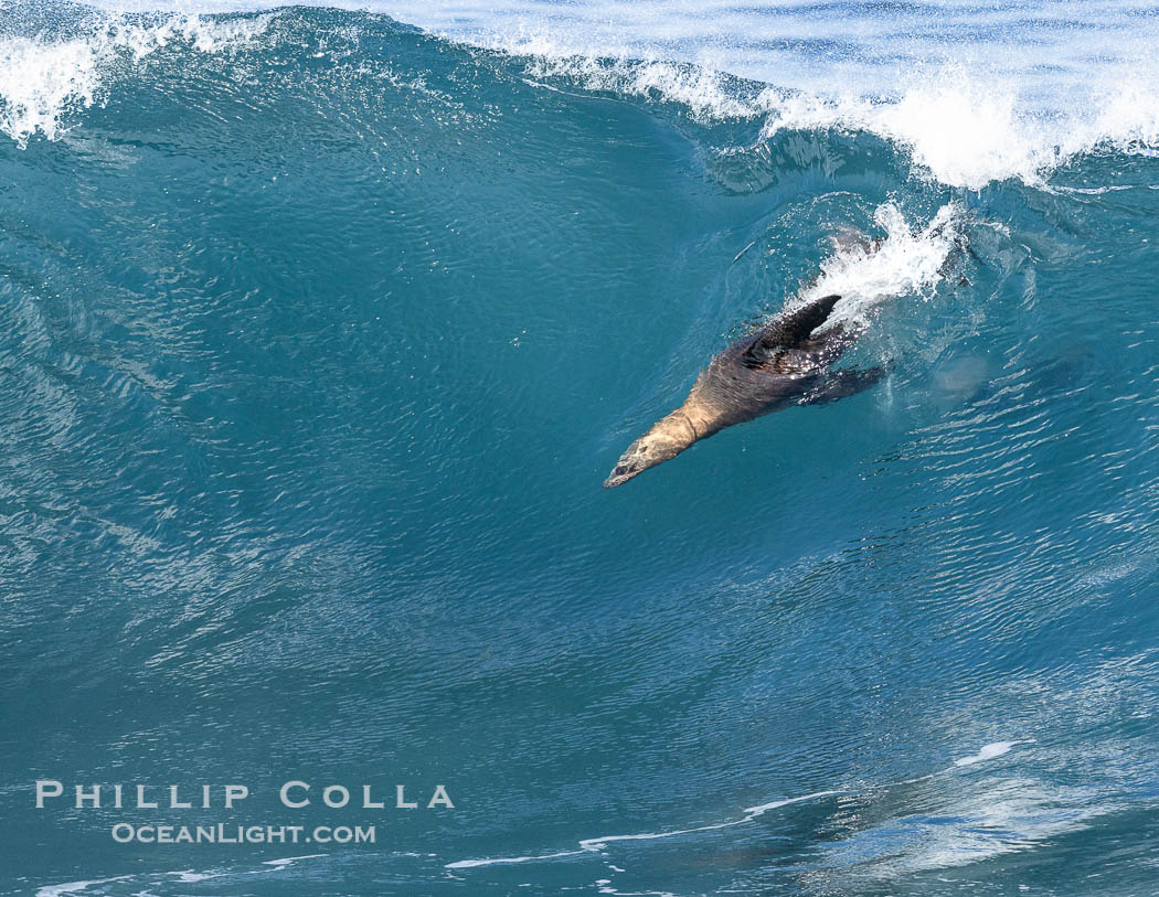 California sea lion bodysurfing in La Jolla, surfing huge waves close to shore at Boomer Beach. USA, Zalophus californianus, natural history stock photograph, photo id 38977