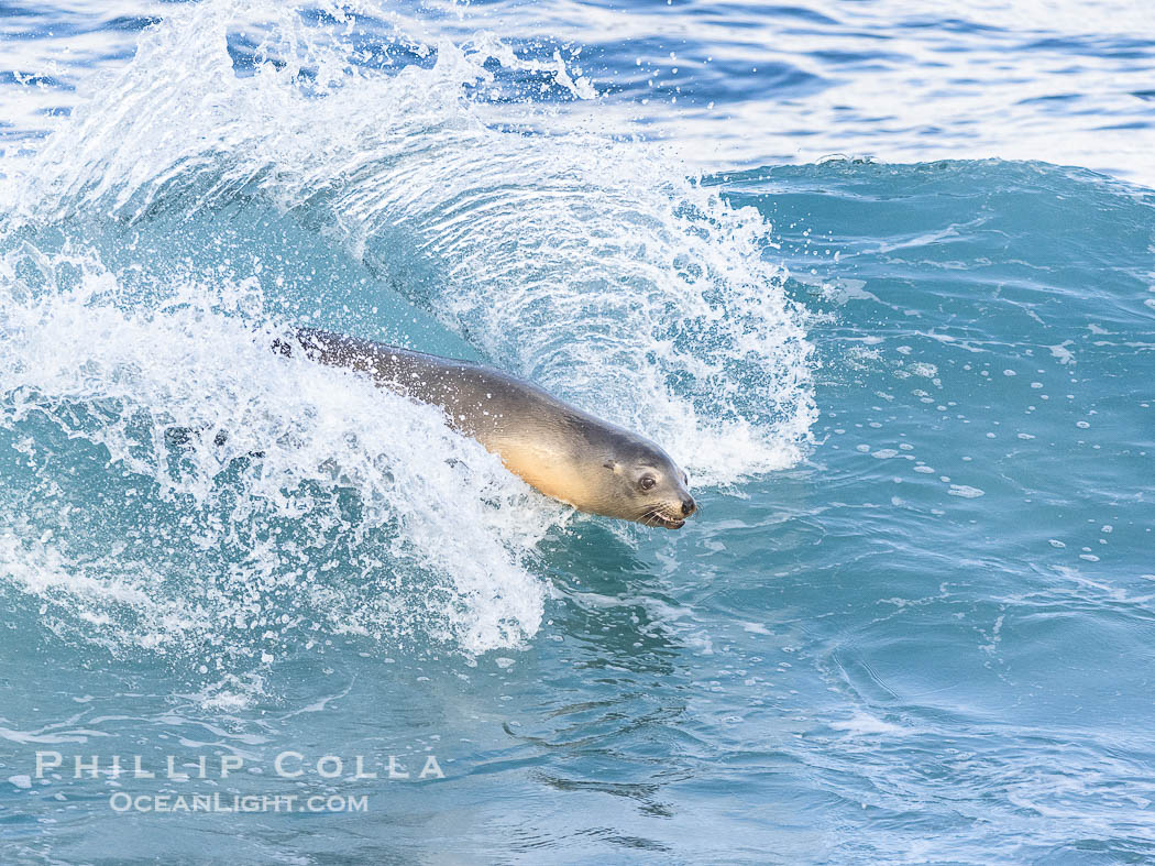California sea lion bodysurfing in La Jolla, surfing huge waves close to shore at Boomer Beach. USA, natural history stock photograph, photo id 39121