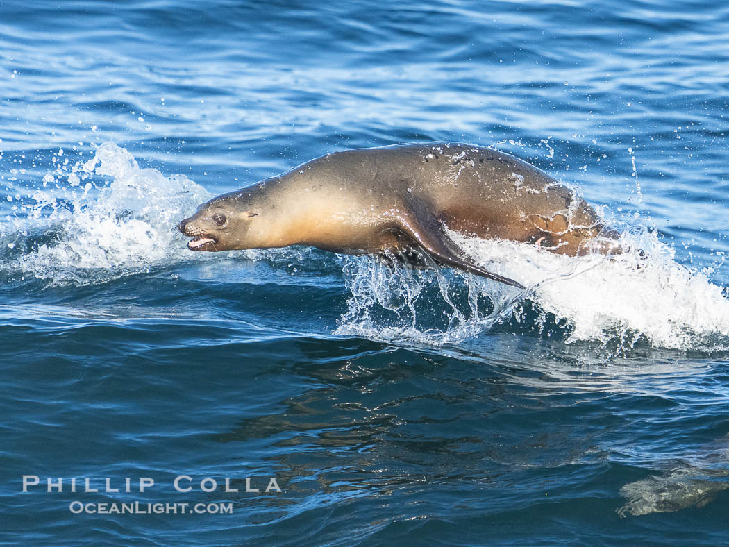 California sea lion bodysurfing in La Jolla, surfing waves close to shore at Boomer Beach., Zalophus californianus, natural history stock photograph, photo id 40701