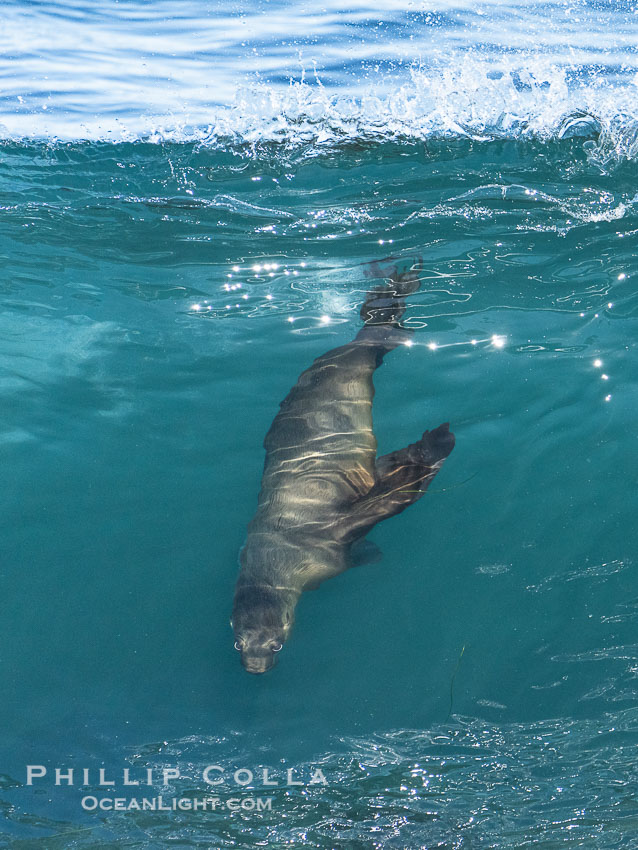 California sea lion surfing in a wave at La Jolla Cove, San Diego. USA, Zalophus californianus, natural history stock photograph, photo id 40171