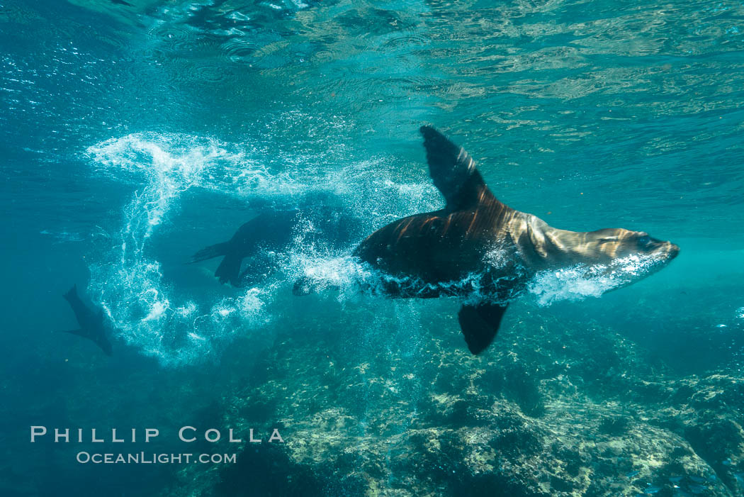 Sea lion bubble streaming underwater. Sea of Cortez, Baja California, Mexico, Zalophus californianus, natural history stock photograph, photo id 31222