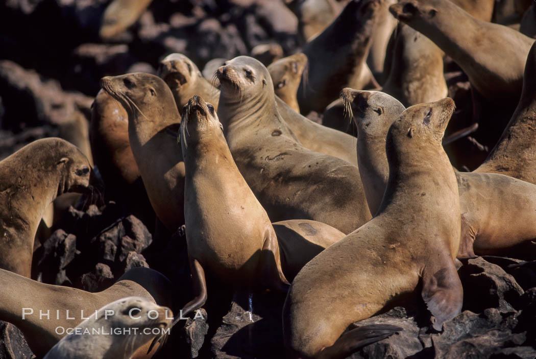 California sea lions, hauled out at rookery/colony, Baja California., Zalophus californianus, natural history stock photograph, photo id 05042