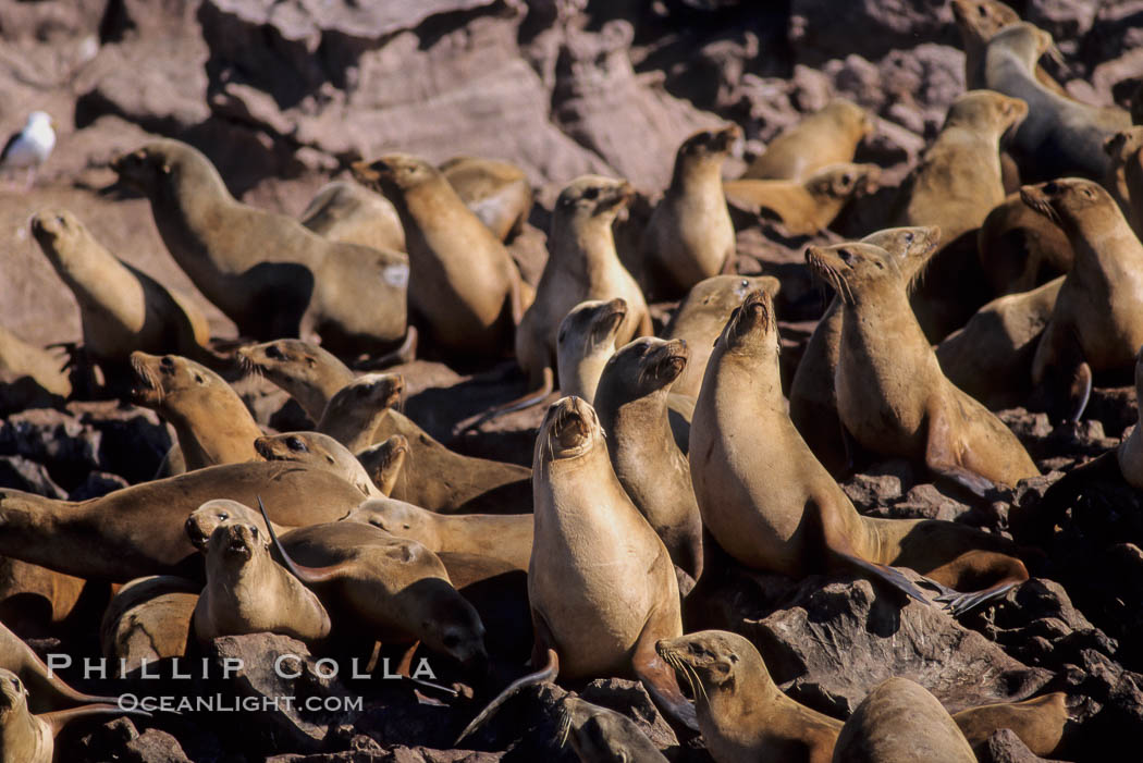 California sea lions, hauled out at rookery/colony, Baja California., Zalophus californianus, natural history stock photograph, photo id 05046