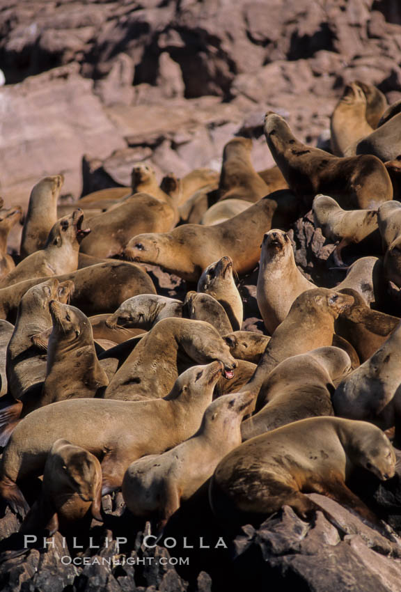 California sea lion colony, hauled out on rocks., Zalophus californianus, natural history stock photograph, photo id 03232