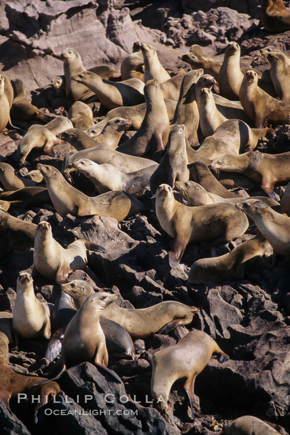 California sea lions, hauled out at rookery/colony, Baja California., Zalophus californianus, natural history stock photograph, photo id 05044