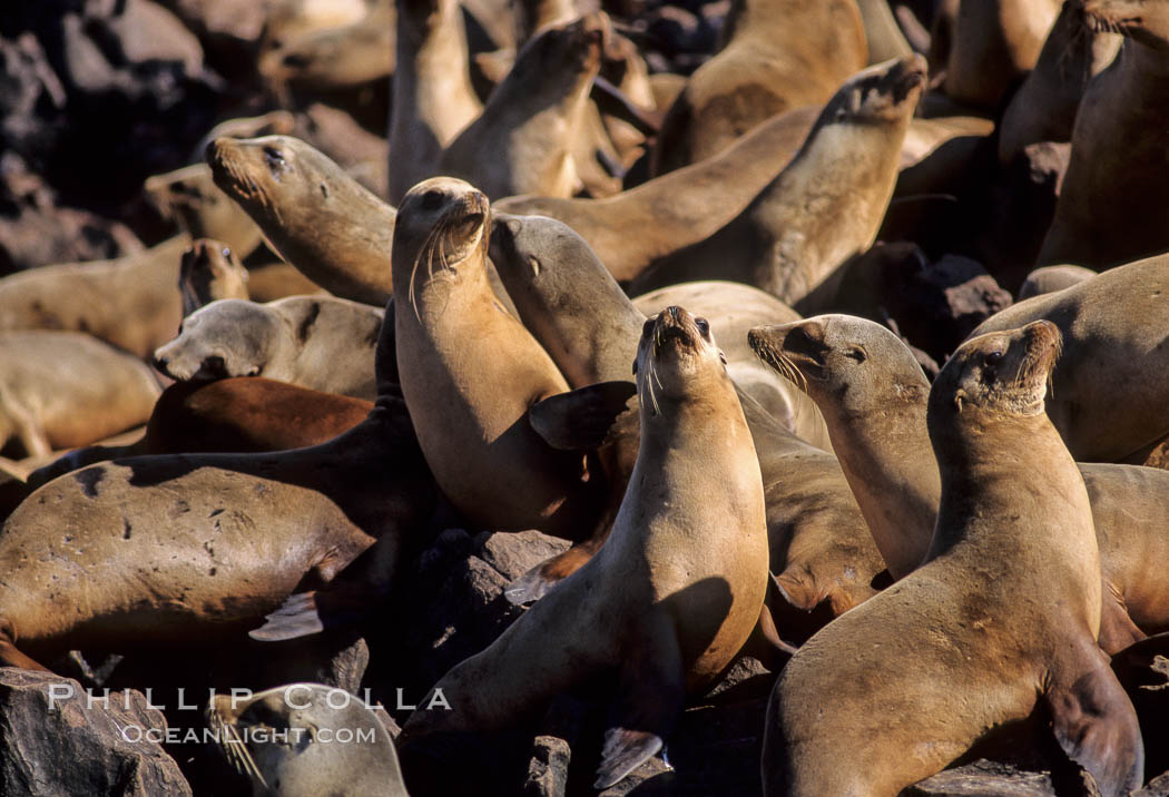 California sea lion colony, hauled out on rocks., Zalophus californianus, natural history stock photograph, photo id 03231