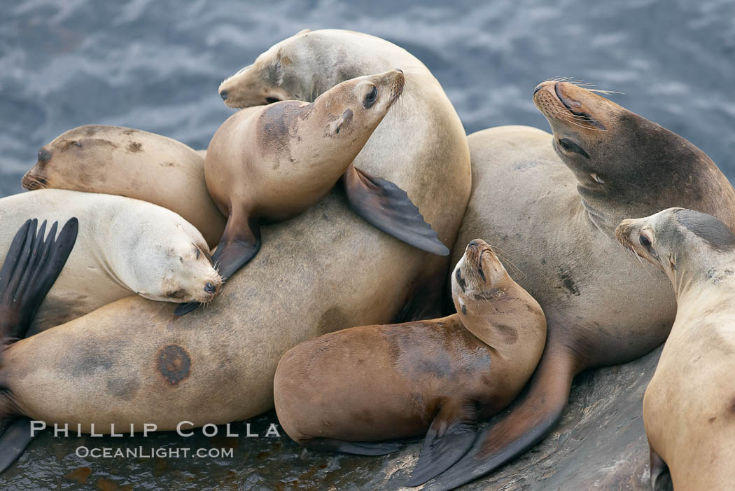 California sea lions hauled out on rocks beside the ocean. La Jolla, USA, Zalophus californianus, natural history stock photograph, photo id 20131