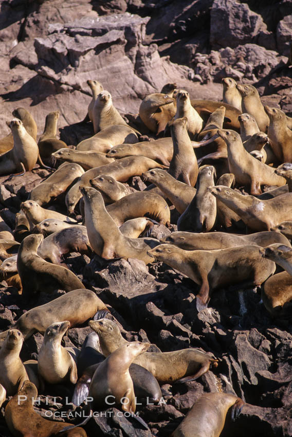 California sea lion colony, hauled out on rocks., Zalophus californianus, natural history stock photograph, photo id 03233