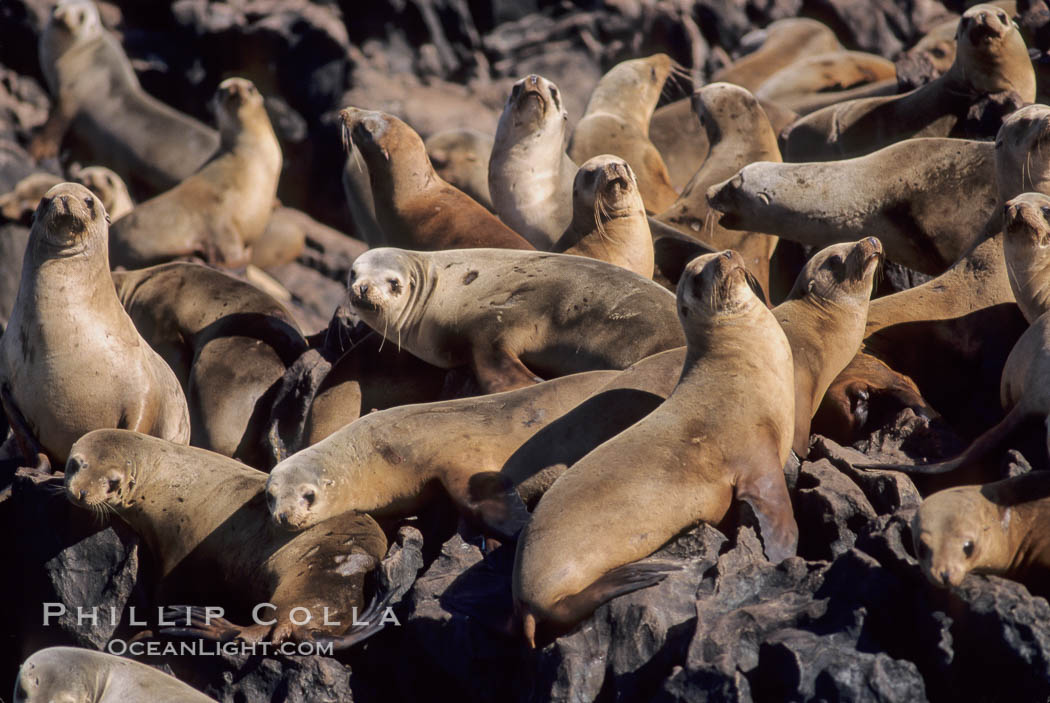 California sea lions, hauled out at rookery/colony, Baja California., Zalophus californianus, natural history stock photograph, photo id 05041