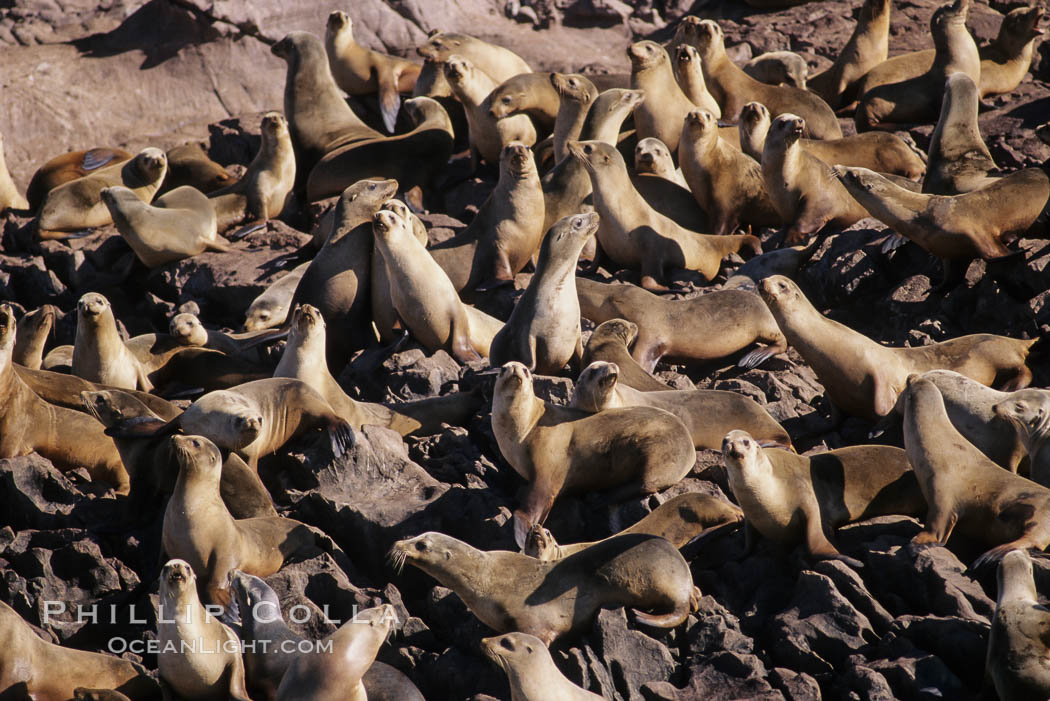 California sea lions, hauled out at rookery/colony, Baja California., Zalophus californianus, natural history stock photograph, photo id 05045