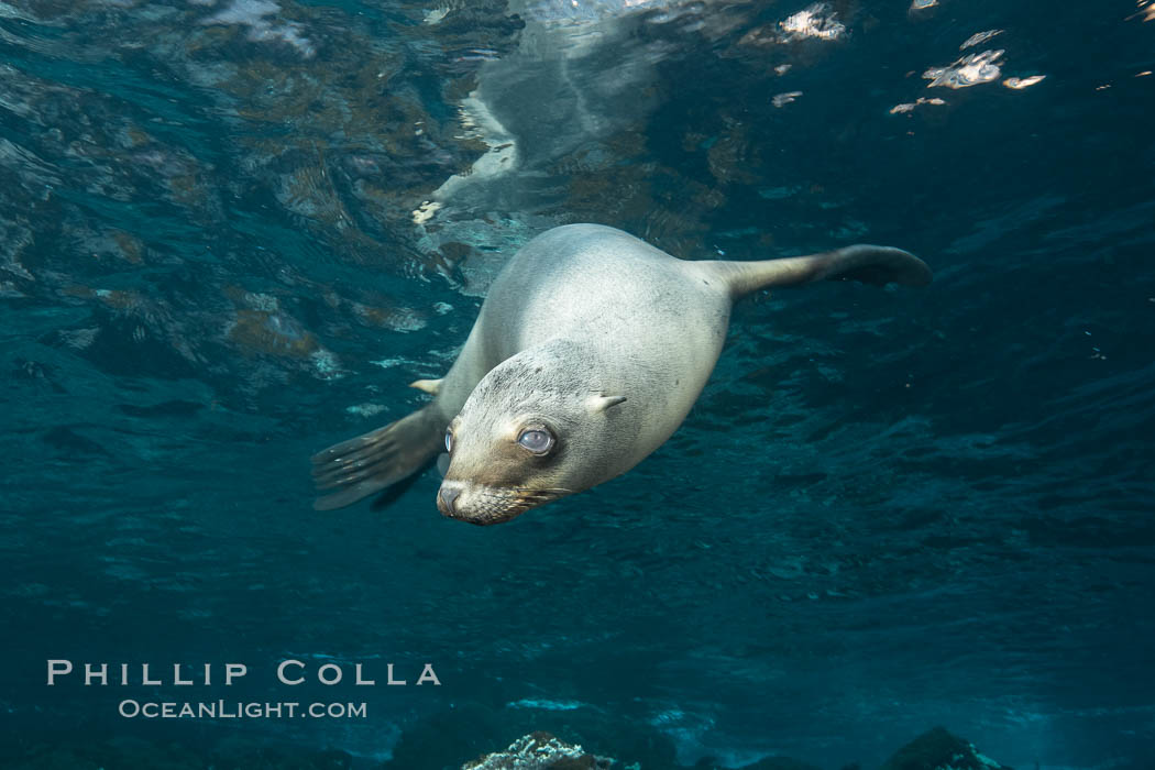 California sea lion, Coronados Islands, Baja California, Mexico. Coronado Islands (Islas Coronado), Zalophus californianus, natural history stock photograph, photo id 34582