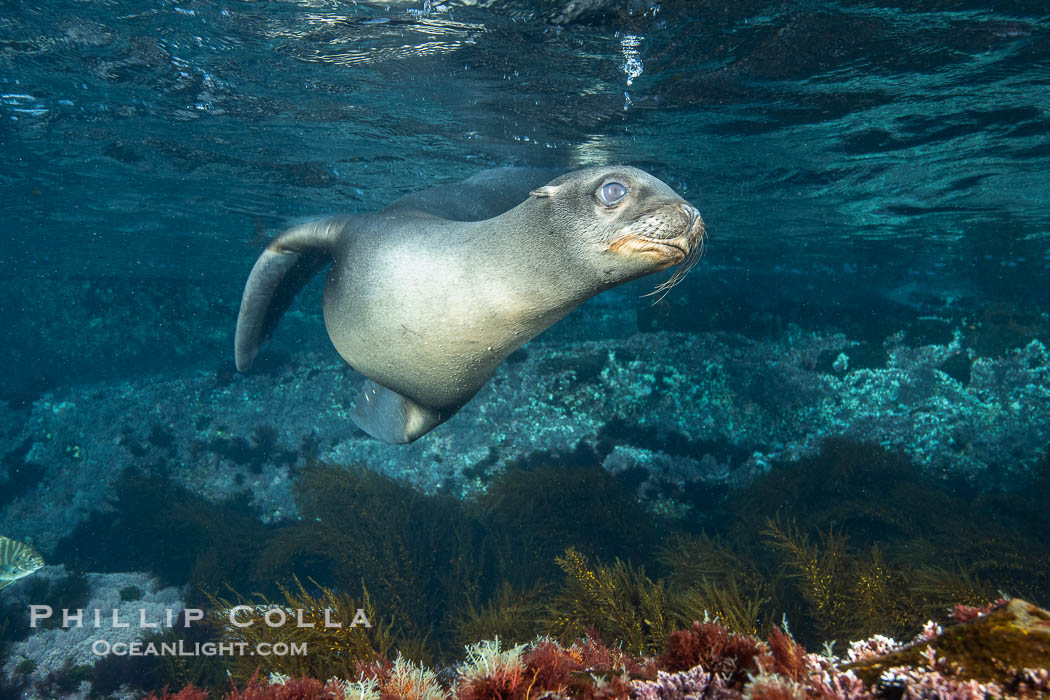 California sea lion, Coronados Islands, Baja California, Mexico., Zalophus californianus, natural history stock photograph, photo id 34590