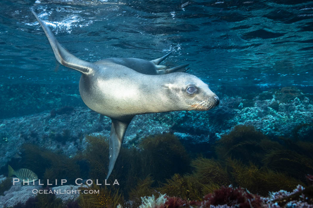 California sea lion, Coronados Islands, Baja California, Mexico. Coronado Islands (Islas Coronado), Zalophus californianus, natural history stock photograph, photo id 34594