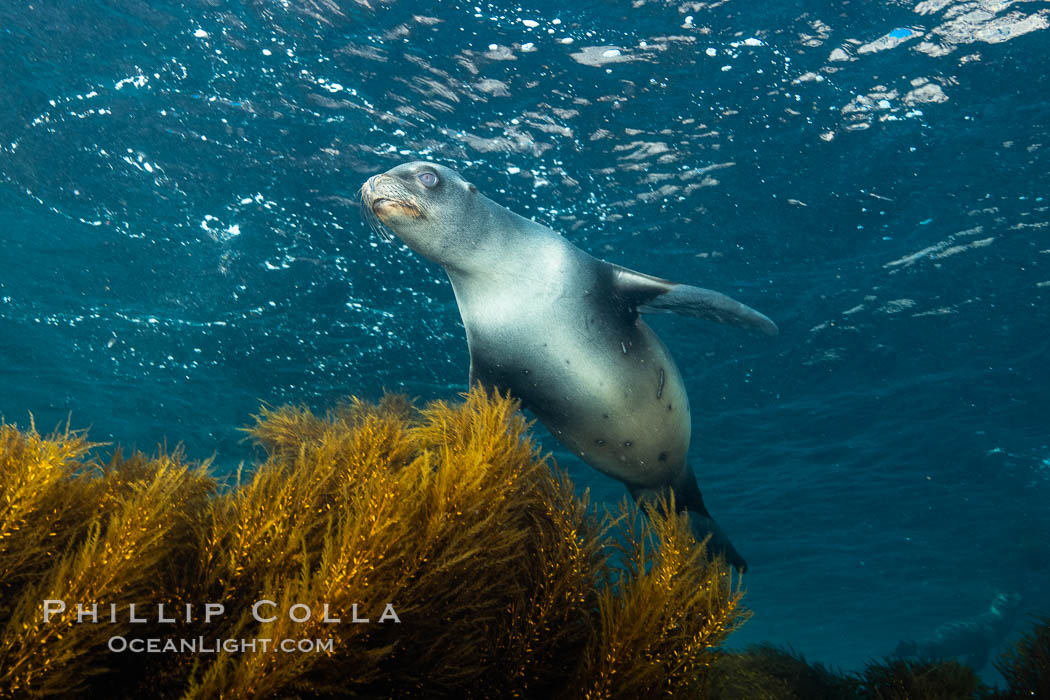 California sea lion, Coronados Islands, Baja California, Mexico. Coronado Islands (Islas Coronado), Zalophus californianus, natural history stock photograph, photo id 34598