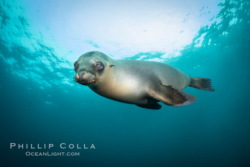 California sea lion, Coronados Islands, Baja California, Mexico. Coronado Islands (Islas Coronado), Zalophus californianus, natural history stock photograph, photo id 35054