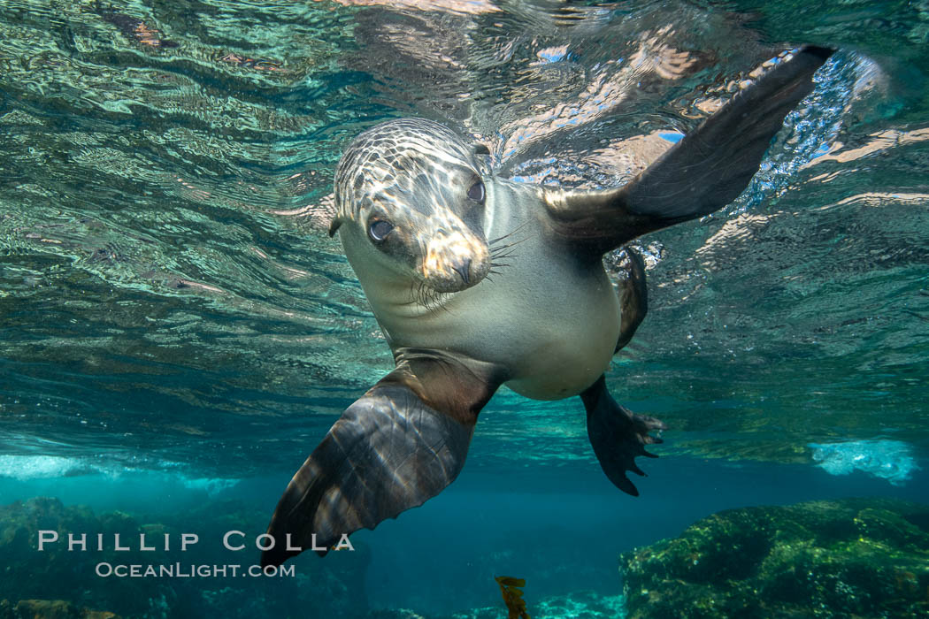 California sea lion, Coronados Islands, Baja California, Mexico, Zalophus californianus, Coronado Islands (Islas Coronado)