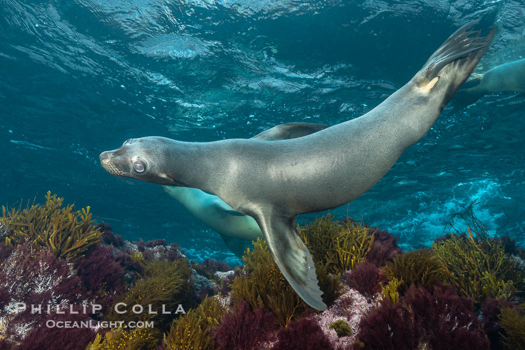 California sea lion, Coronados Islands, Baja California, Mexico., Zalophus californianus, natural history stock photograph, photo id 34588